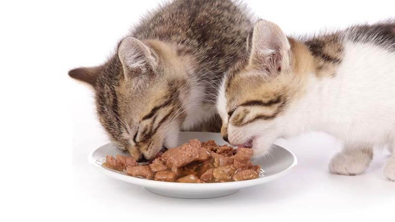 Resep Homemade Snack Kucing yang Mudah dan Sehat